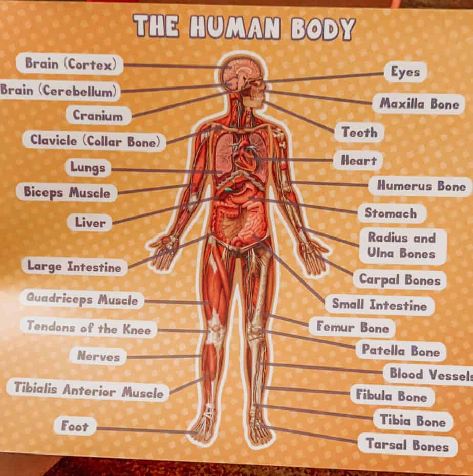 Dr. Livingston's human body puzzle for kids 