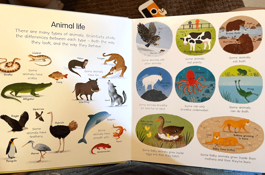 science lesson plans for preschool - about Animal life, inside "My First Science Book"